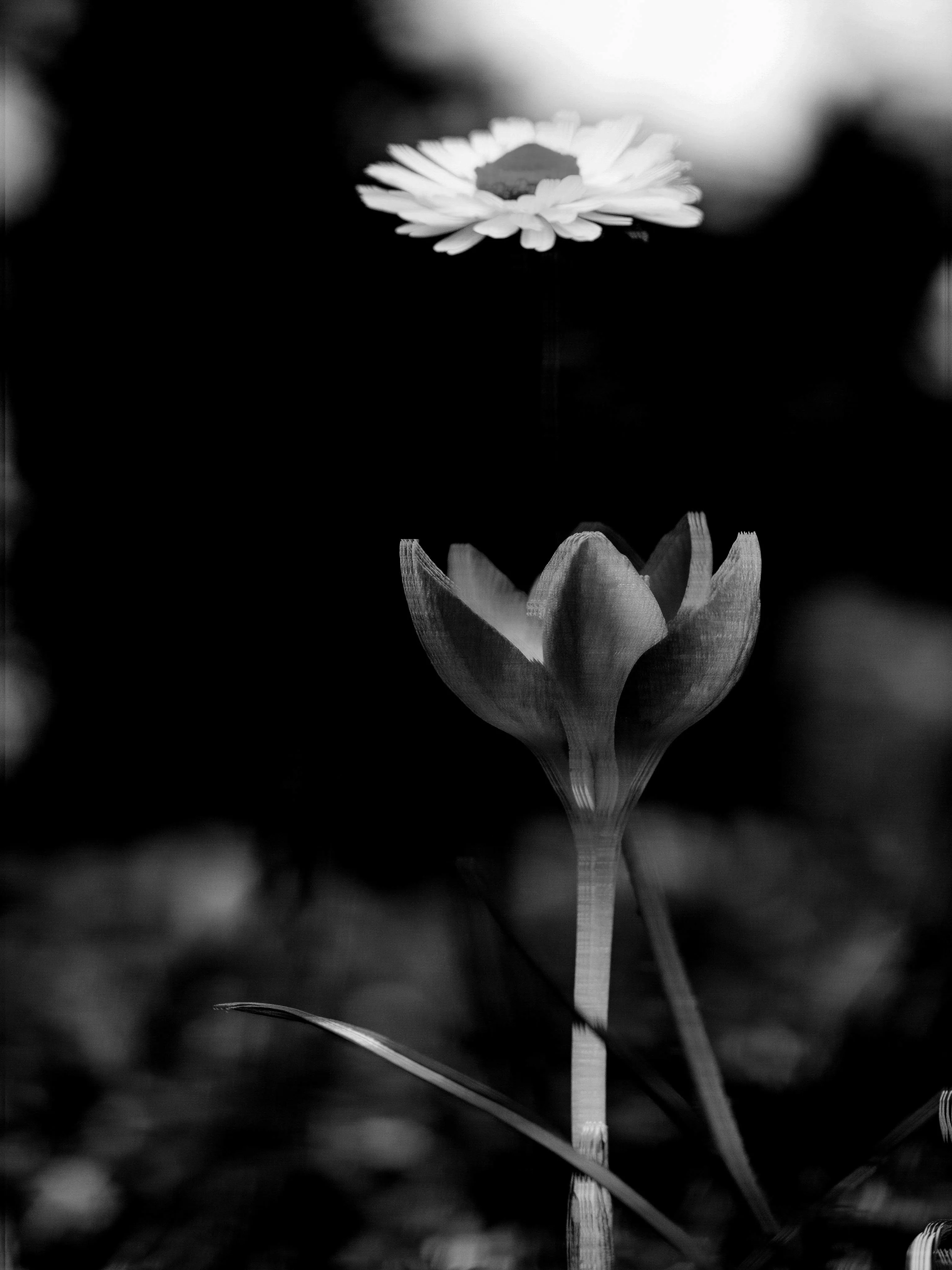 The Divided Flower